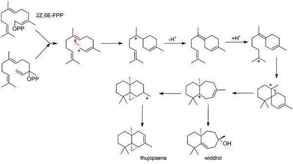 Biosynthesis of thujopsene from FPP